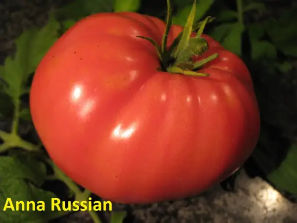 Tomaten: Anna Russian