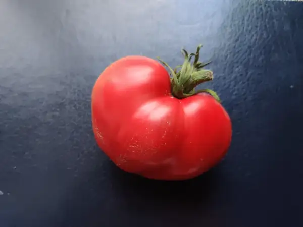 Tomaten: Anna Russian