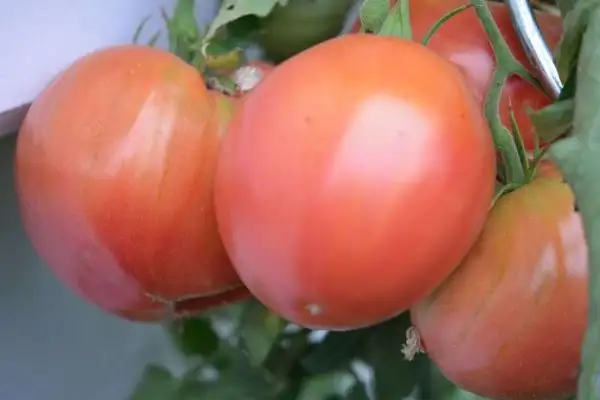 Tomaten: Anna Russian