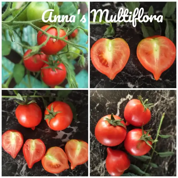 Tomaten: Anna