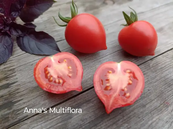 Tomaten: Anna