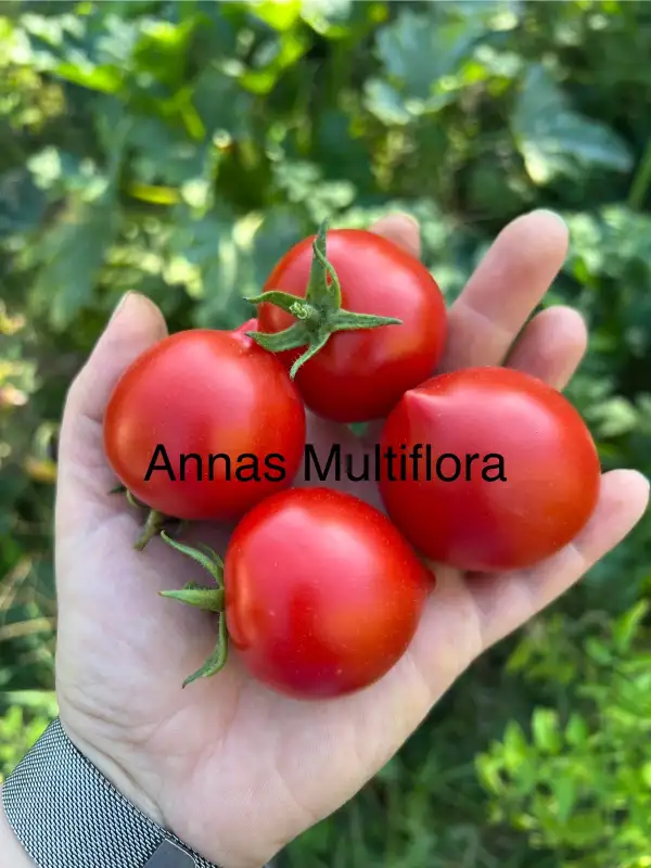 Tomaten: Anna‘s Multiflora
