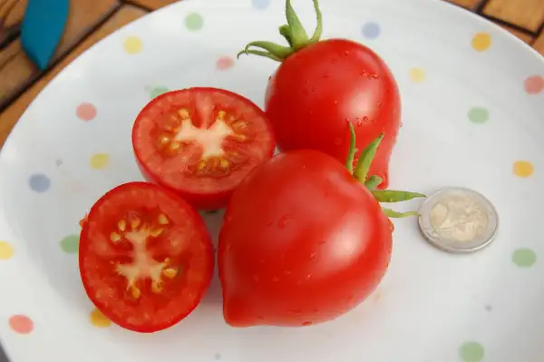 Tomaten: Anna´s Multiflora Tomate