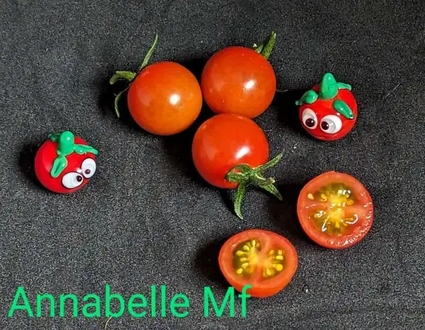 Tomaten: Annabelle Multiflora