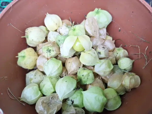 Physalis: Annaliesa