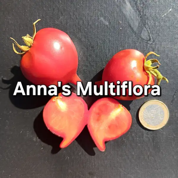 Tomaten: Annas Multiflora