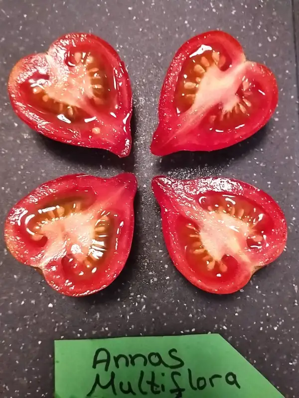 Tomaten: Annas Multiflora