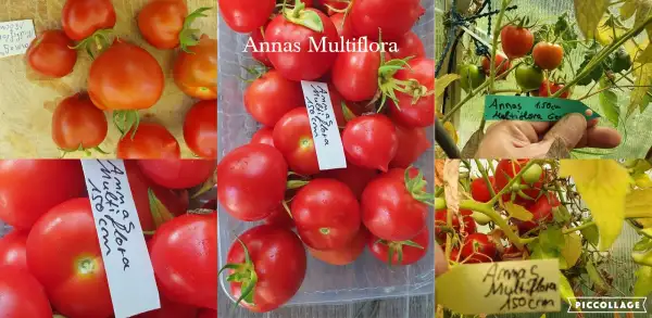 Tomaten: Annas Multiflora