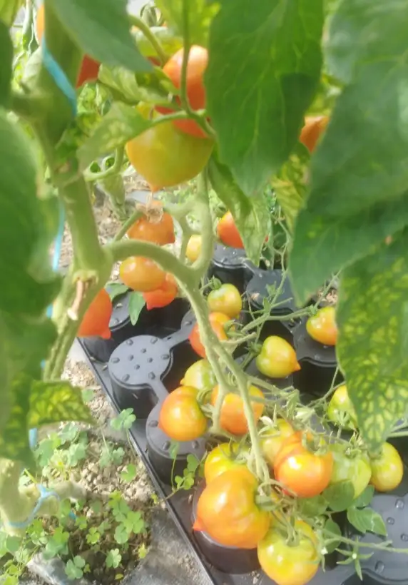 Tomaten: Annas Multiflora