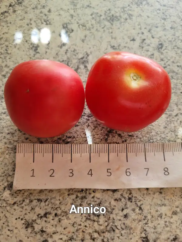 Tomaten: Annico