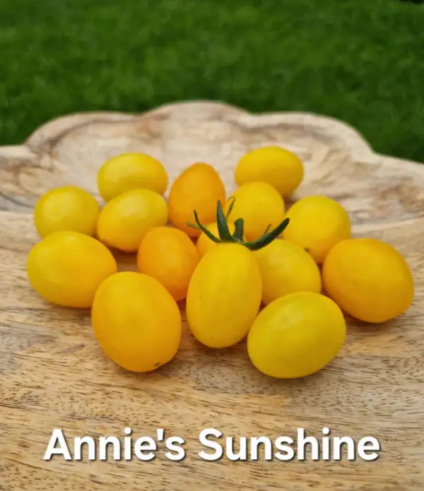 Tomaten: Annie