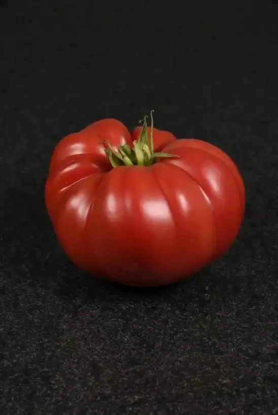 Tomaten: Anno 1884