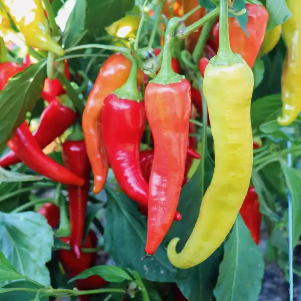 Paprika: Antalya Dan