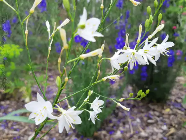 Blumen: Anthericum ramosum - Ästige Graslilie - branched St Bernard