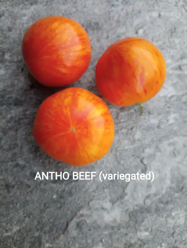 Tomaten: Antho Beef (variegated)