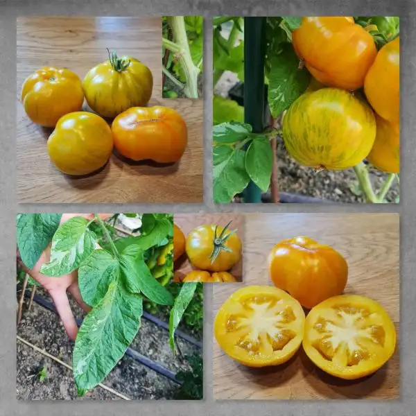 Tomaten: Antho beef variegated (Ohne Antho)