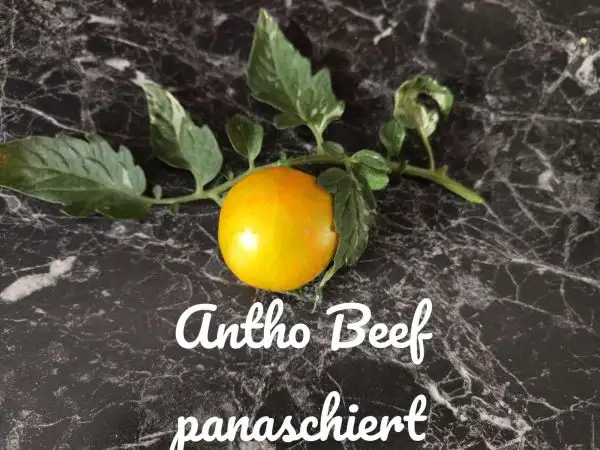 Tomaten: Antho Beef Variegated (panaschiert)