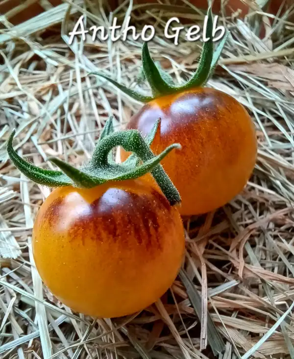 Tomaten: Antho Gelb