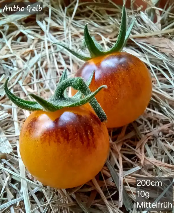 Tomaten: Antho Gelb