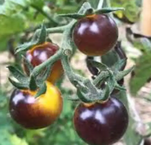 Tomaten: Antho Gelb