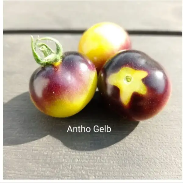Tomaten: Antho Gelb