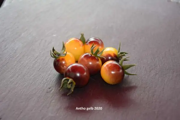 Tomaten: Antho Gelb