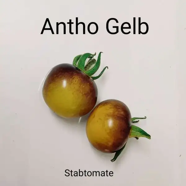 Tomaten: Antho Gelb