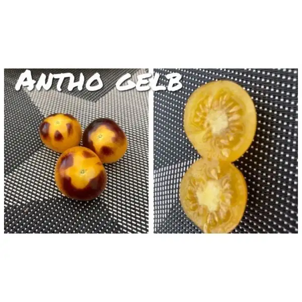 Tomaten: Antho Gelb