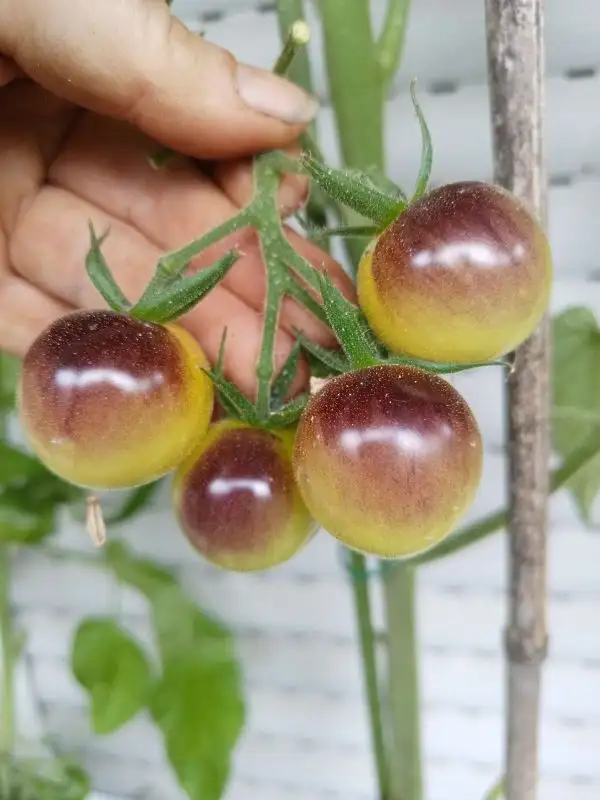 Tomaten: Antho Gelb