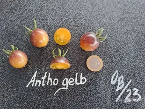 Tomaten: Antho Gelb