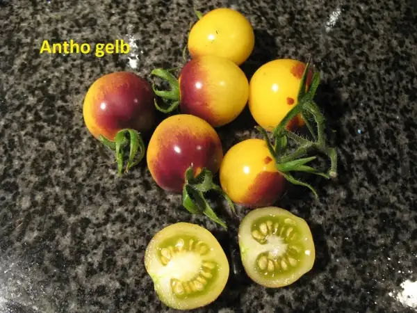 Tomaten: Antho Gelb