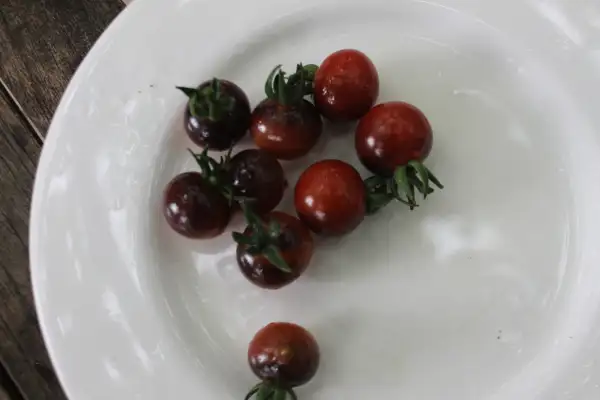 Tomaten: Antho pink