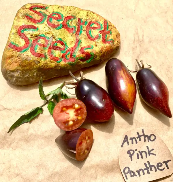 Tomaten: Antho pink Panther