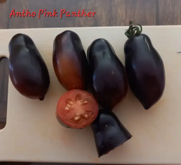 Tomaten: Antho pink Panther