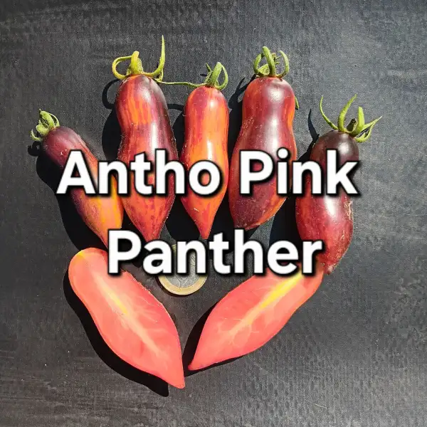 Tomaten: Antho pink Panther