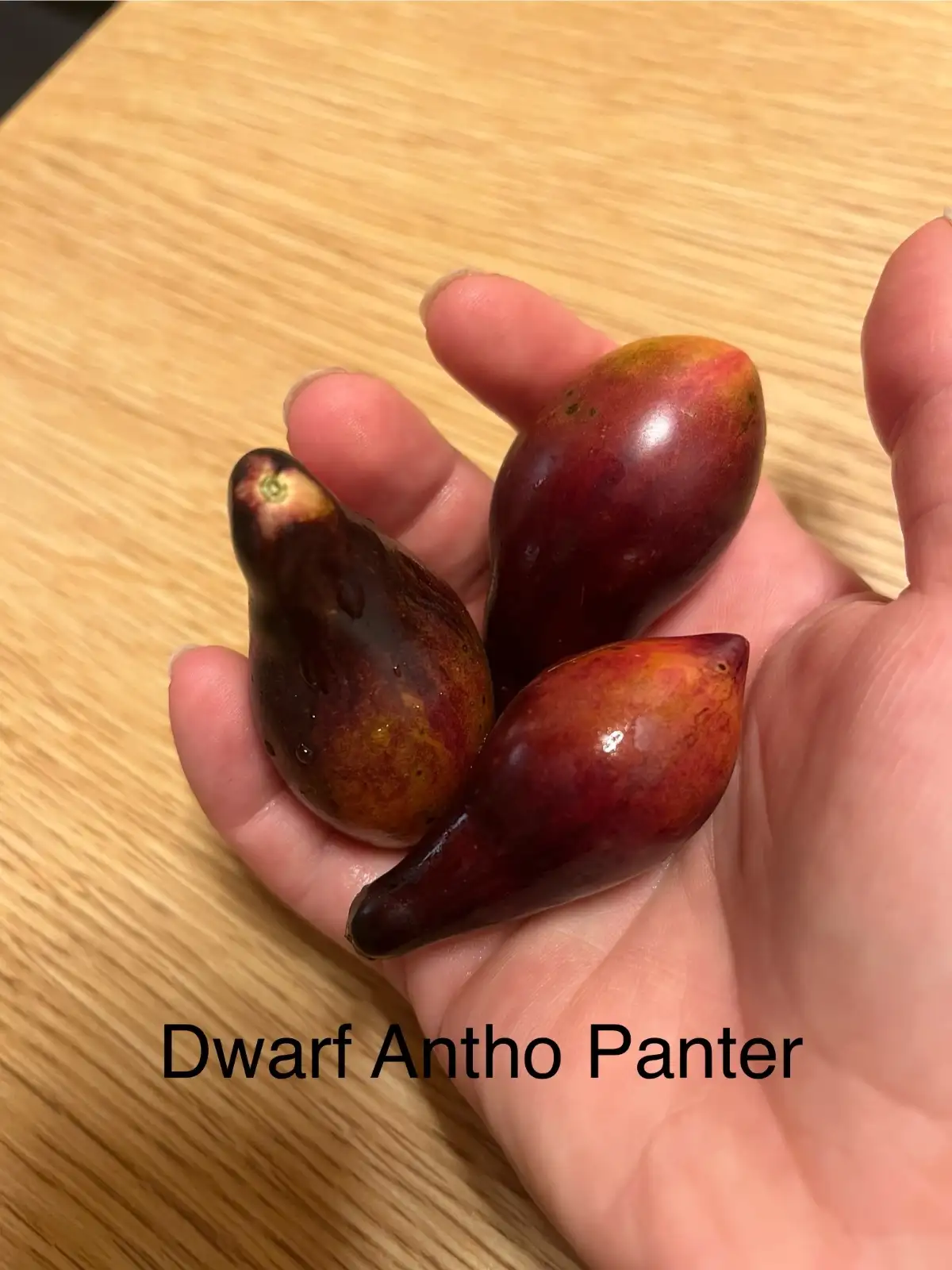 Tomaten: Antho pink Panther