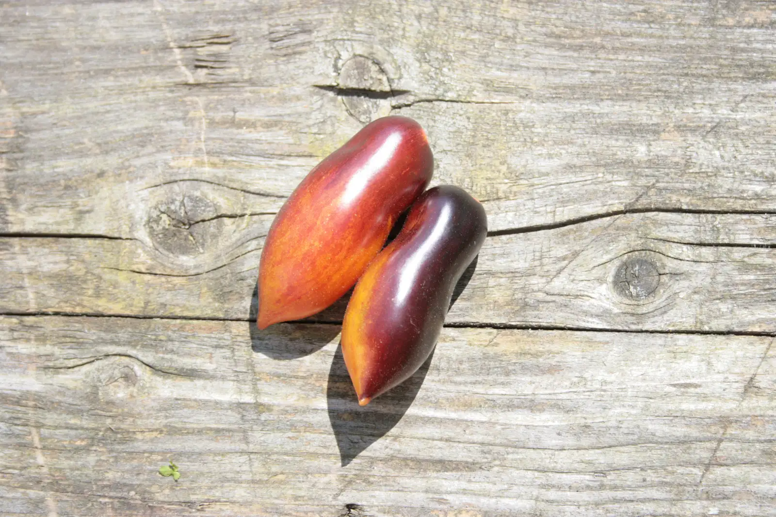 Tomaten: Antho pink Panther