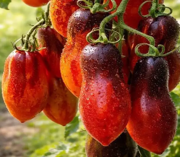 Tomaten: Antho pink Panther