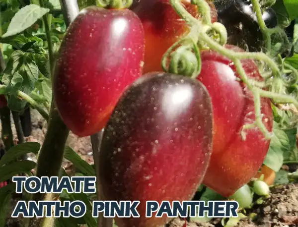 Tomaten: Antho pink Panther