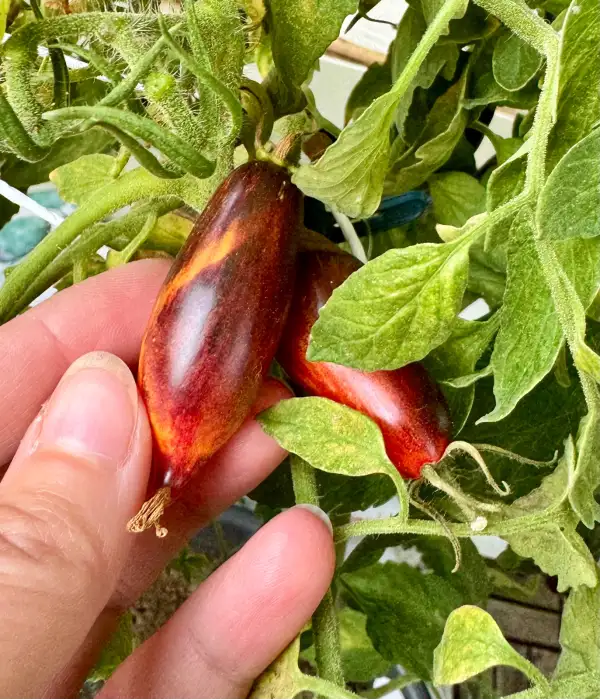 Tomaten: Antho pink Panther