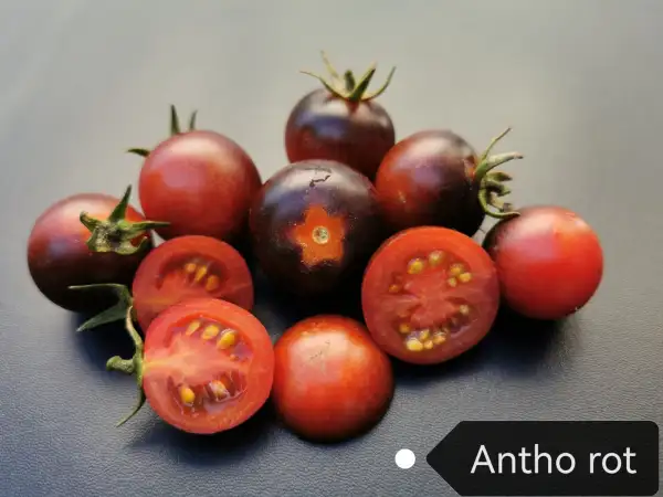 Tomaten: Antho rot