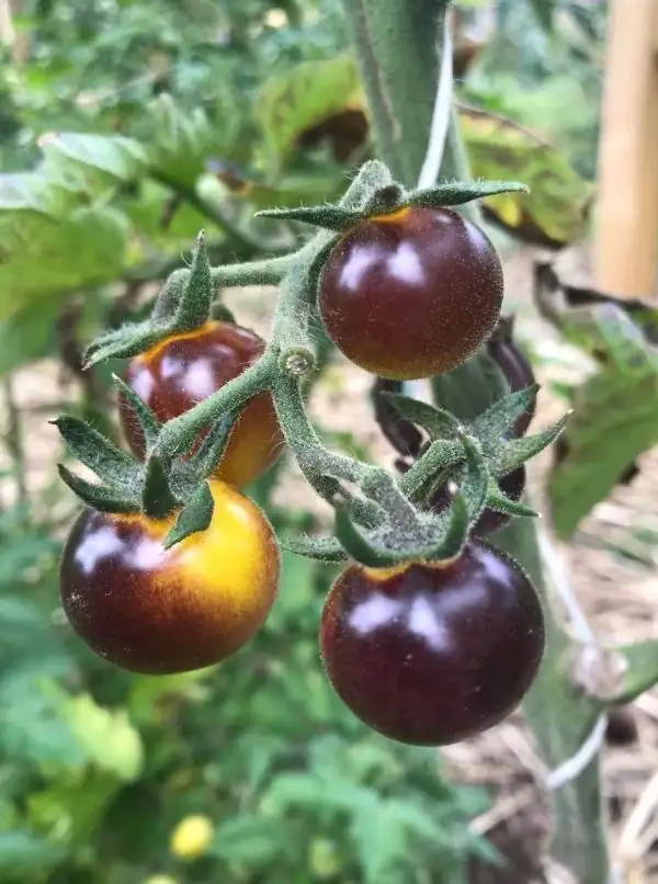 Tomaten: Antho schwarz/gelb