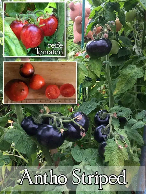 Tomaten: Antho striped