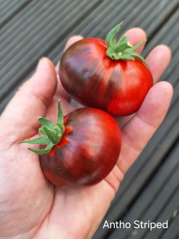 Tomaten: Antho striped