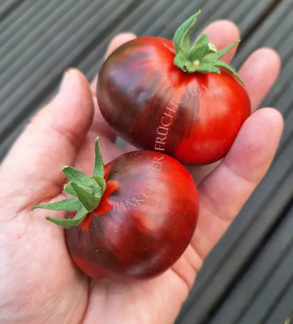 Tomaten: Antho striped