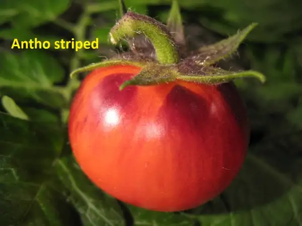 Tomaten: Antho striped