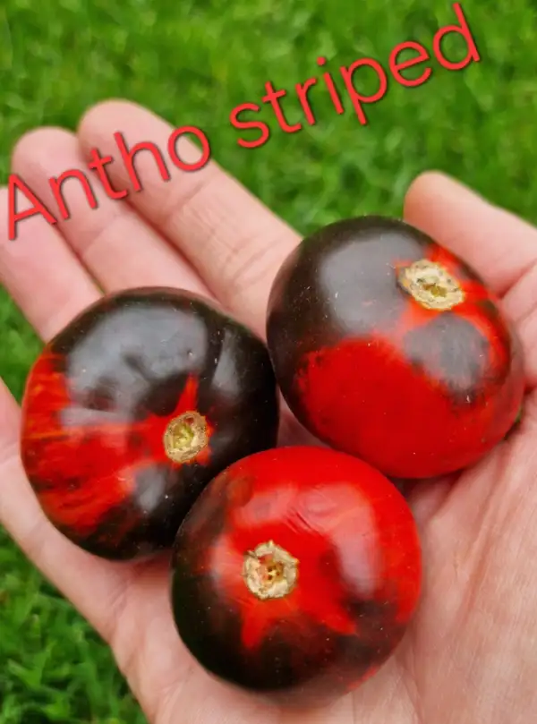 Tomaten: Antho striped