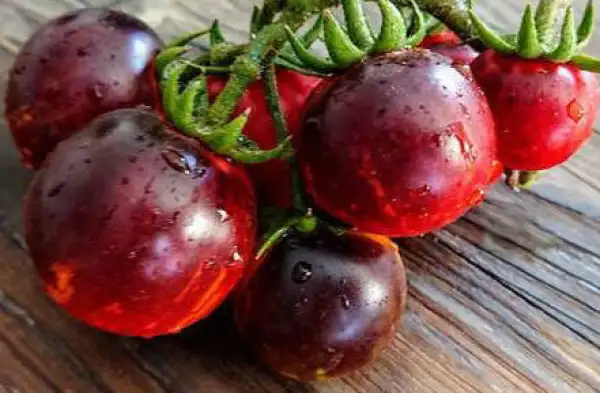 Tomaten: Antho striped