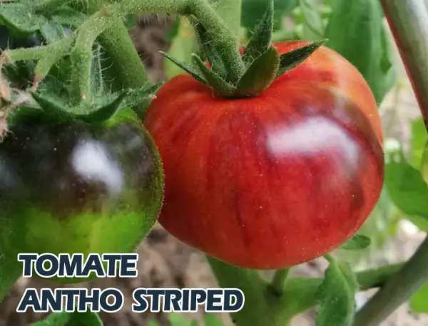 Tomaten: Antho striped