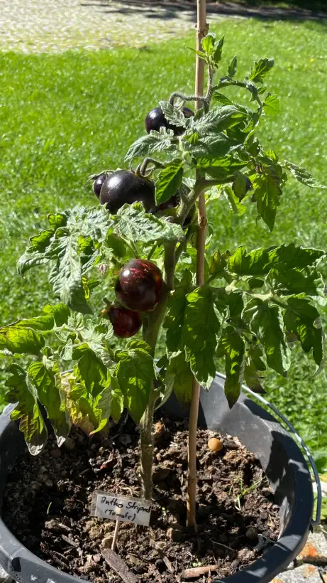 Tomaten: Antho striped